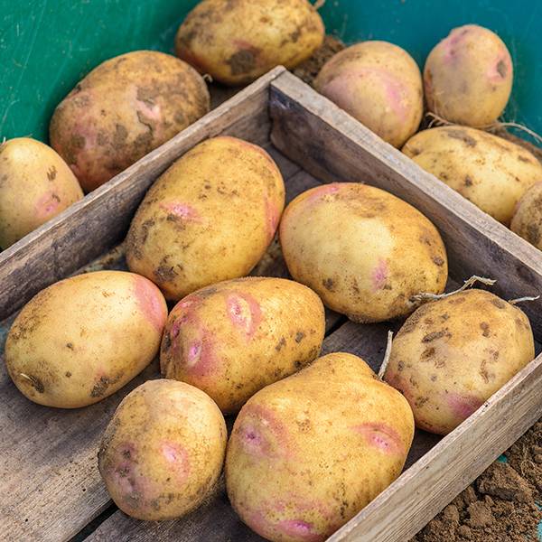 Сорт картофеля «лимонка» или «пикассо»: характеристика, описание, урожайность, отзывы и фото