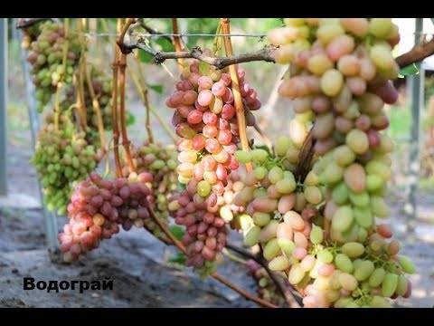 Описание винограда сорта водограй: характеристики, фото, отзывы садоводов