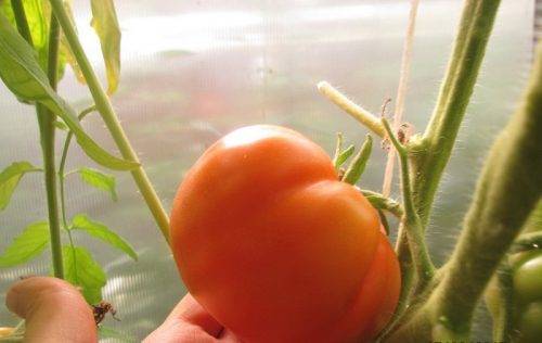 Сорт (гибрид) томата «тимофей f1»: описание, характеристика, посев на рассаду, подкормка, урожайность, фото, видео и самые распространенные болезни томатов