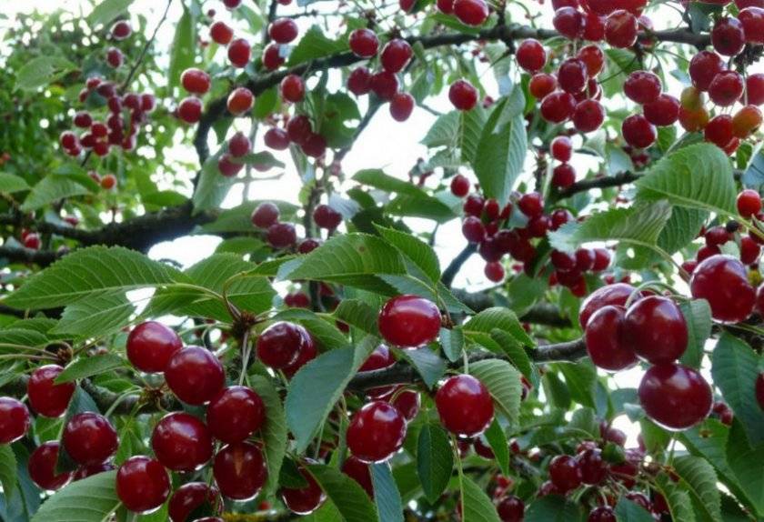 Описание неприхотливого урожайного сорта вишни брусницына