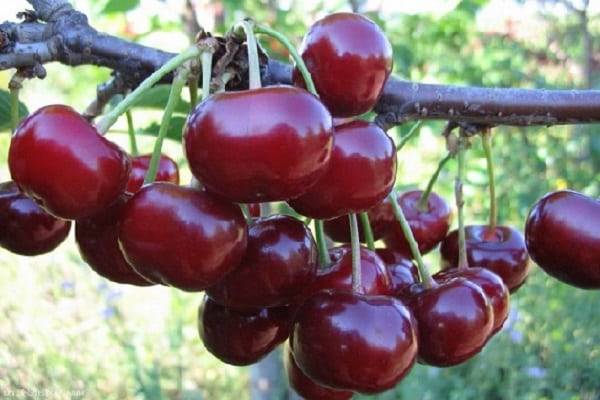 Популярные сорта вишни для выращивания в подмосковье