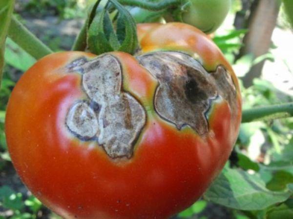 Причины и лечение серой гнили на томатах