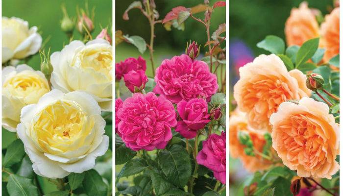Роза «блю парфюм»: описание, фото, посадка и выращивание голубой розы