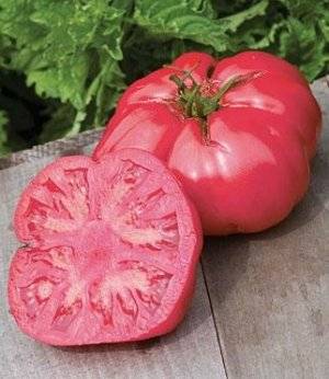 Описание, характеристика, урожайность, отзывы и фото сорта томатов «розовый мед»