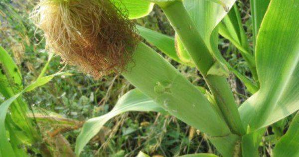 Кукурузные рыльца и масло: лечебные свойства и противопоказания, инструкция по применению