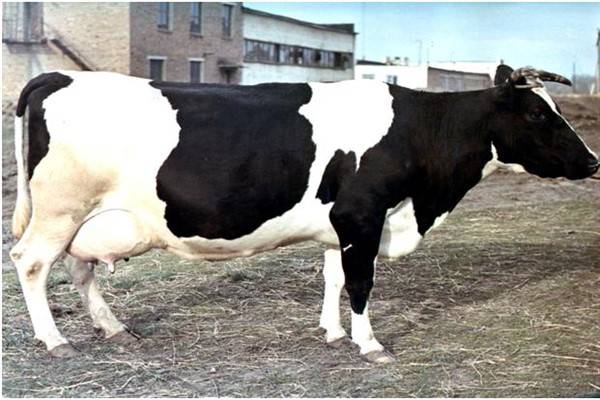 Обзор костромской породы коров