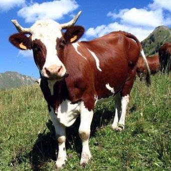 Почему корова кашляет: причины и лечение в домашних условиях