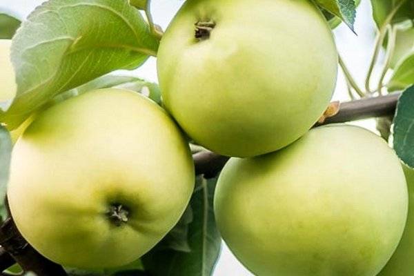 Описание и характеристики яблонь сорта Августа, выращивание, посадка и уход