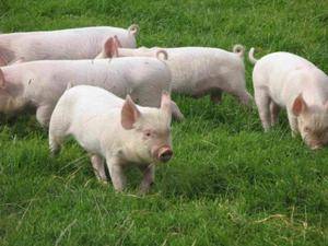 Кормление свиней: составляем оптимальный рацион и выбираем подходящую технологию