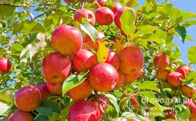 Изучаем сорта яблонь для разных регионов