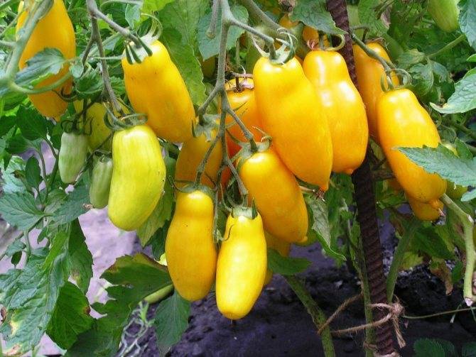 Характеристика и описание сорта томата Жигало, его урожайность