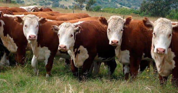 Казахская белоголовая корова – крупная мясная порода