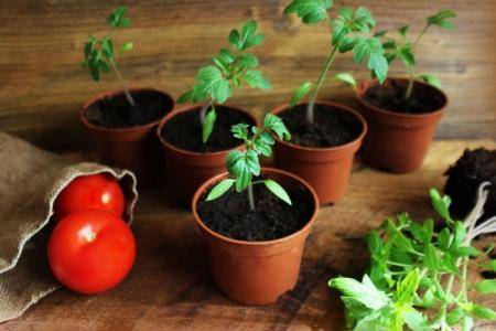 Подкормка рассады помидоров в домашних условиях