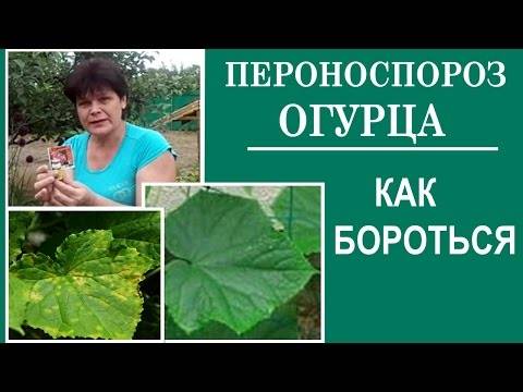 Белеют листья у огурцов: причины и методы их устранения