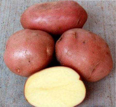 Описание сорта картофеля Гулливер, особенности выращивание и урожайность