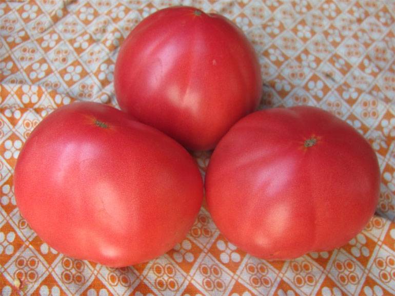 Описание сорта томат «бабушкин секрет»