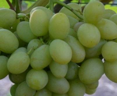 Виноград рислинг итальянский — описание сорта