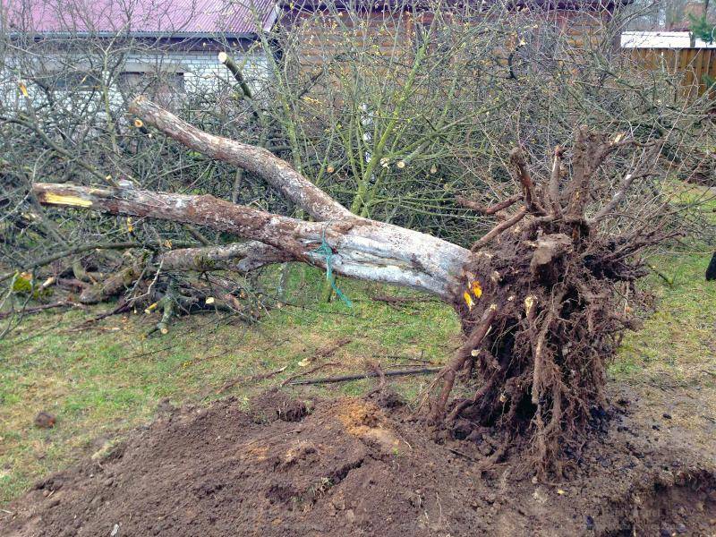 Как избавиться от корня дерева на садовом участке и огороде