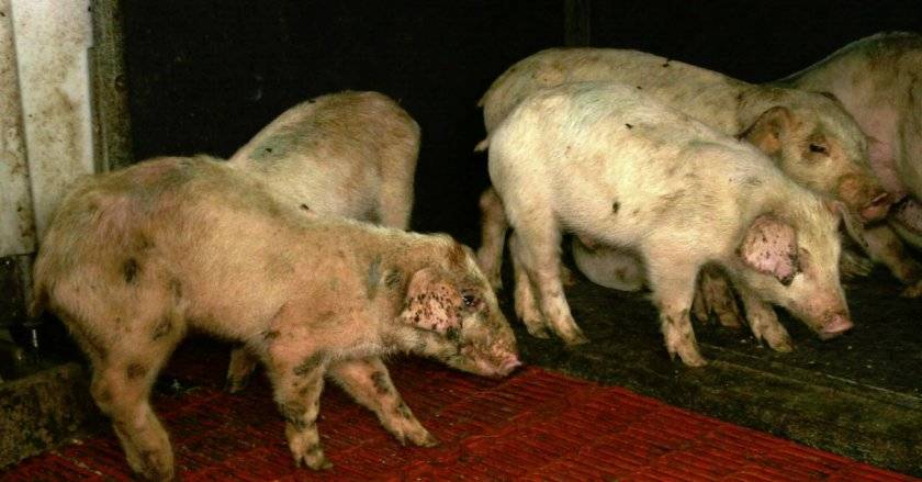 Чесотка у свиней лечение народными средствами