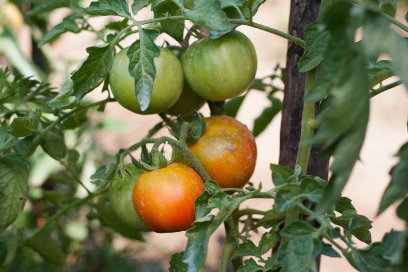 Почему медленно растёт рассада томатов