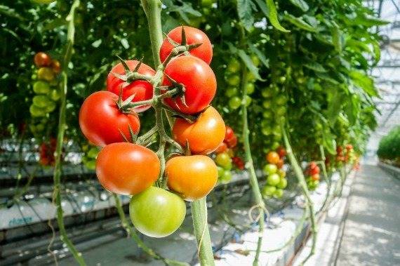 Лучшие и урожайные сорта высокорослых помидор, когда их сажать на рассаду