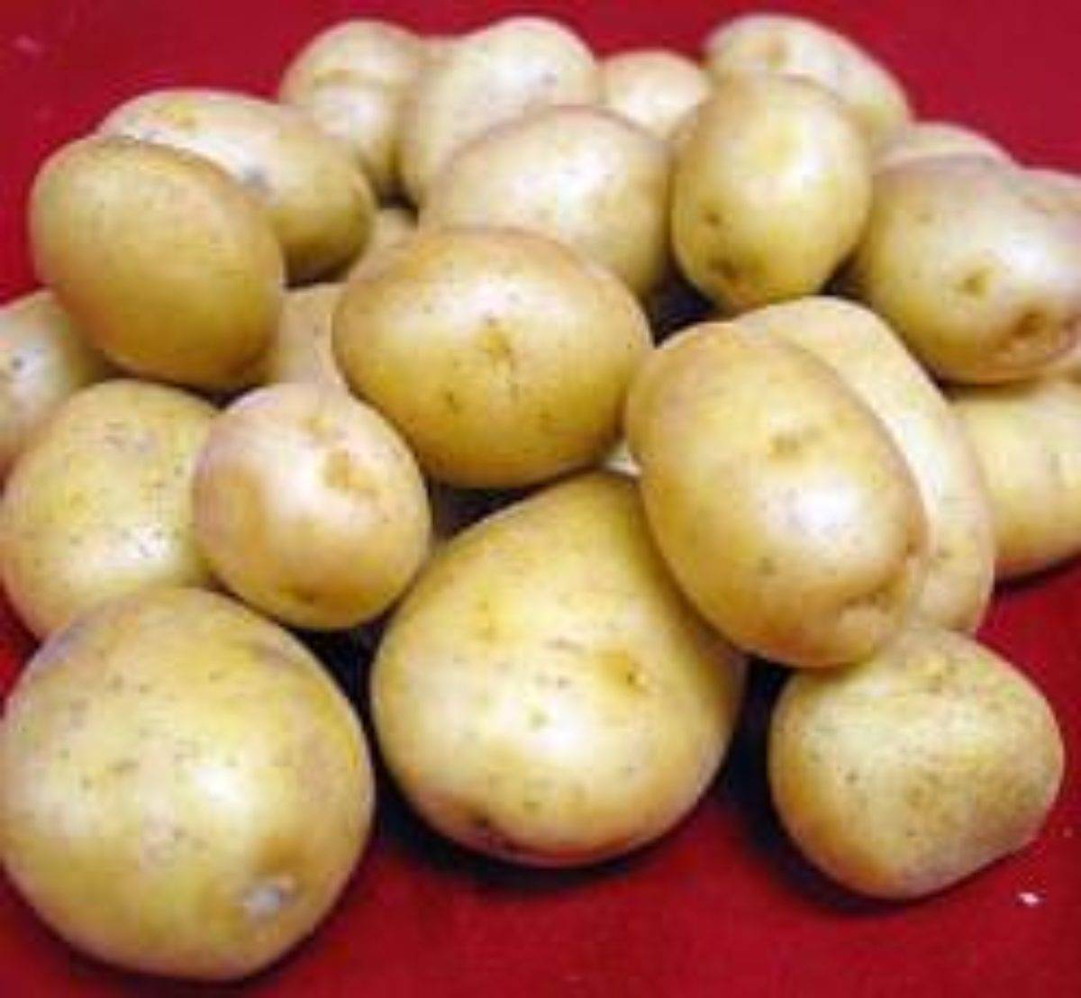Описание сорта картофеля Голубизна и его характеристика