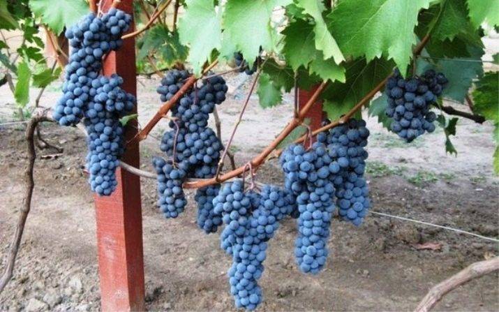 Особенности винограда сорта кишмиш