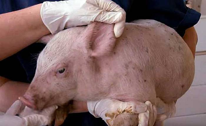 Симптомы паратиф у свиней