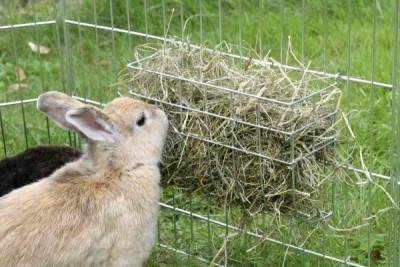 Можно ли давать кроликам ячмень и в каких количествах