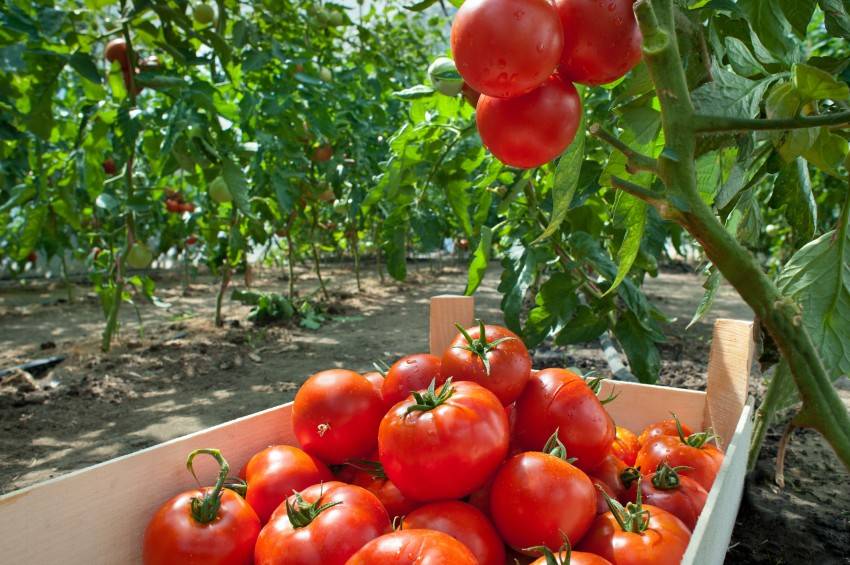Благоприятные дни для посадки помидор — помесячный календарь посадки томатов своими руками (видео и 110 фото)