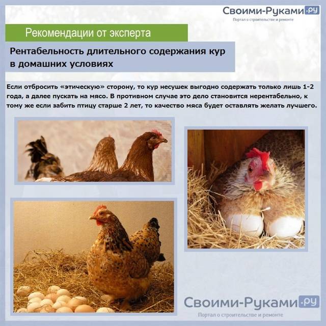 Чем лучше кормить бройлеров в домашних условиях?