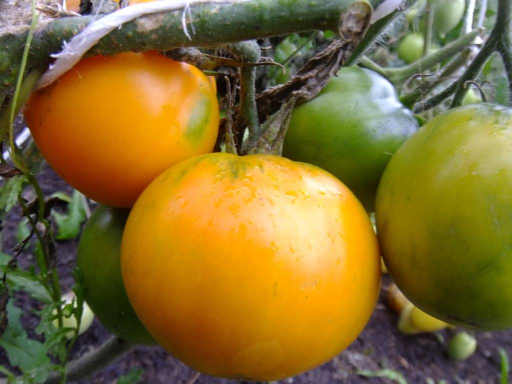 Томат лонг кипер: описание и характеристика сорта, урожайность