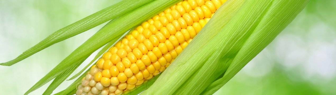 Как посадить кукурузу на своем участке, и что нужно учесть для получения хорошего урожая?