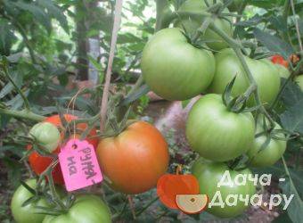 Неприхотливый томат «русская душа» — описание сорта, достоинства и недостатки, особенности