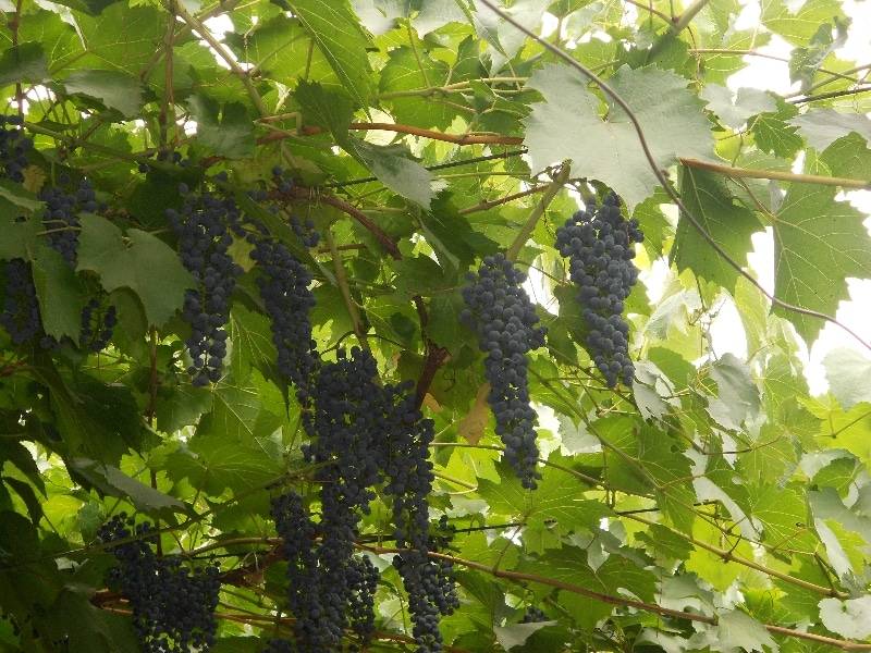 Виноград с историей — саперави: как посадить и вырастить старейший сорт винограда