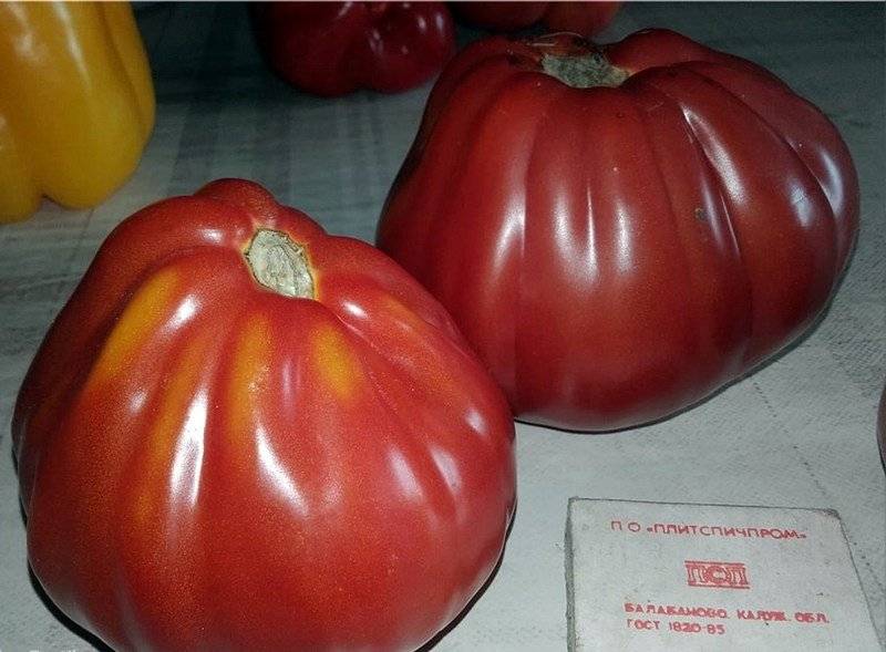 Описание сорта томата толстый сосед, его характеристика и урожайность