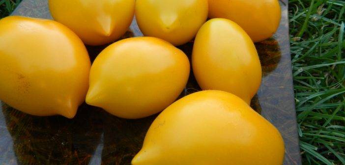 Характеристика и описание сорта томата тарасенко юбилейный, его урожайность