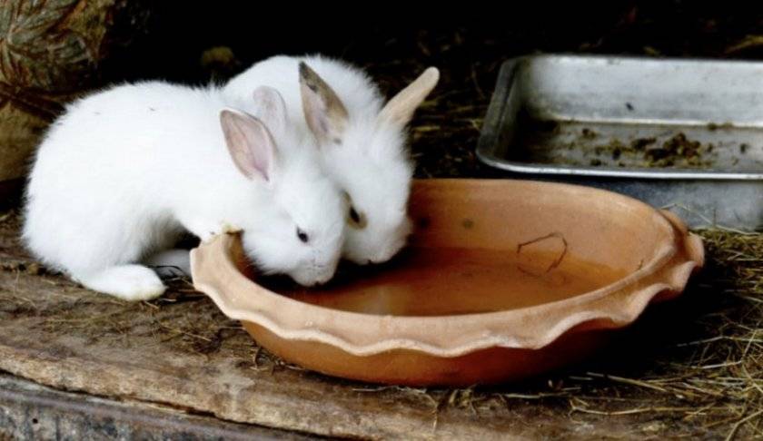 Корм для кроликов