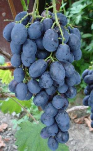 Описание винограда сорта фуршетный, правила посадки и ухода