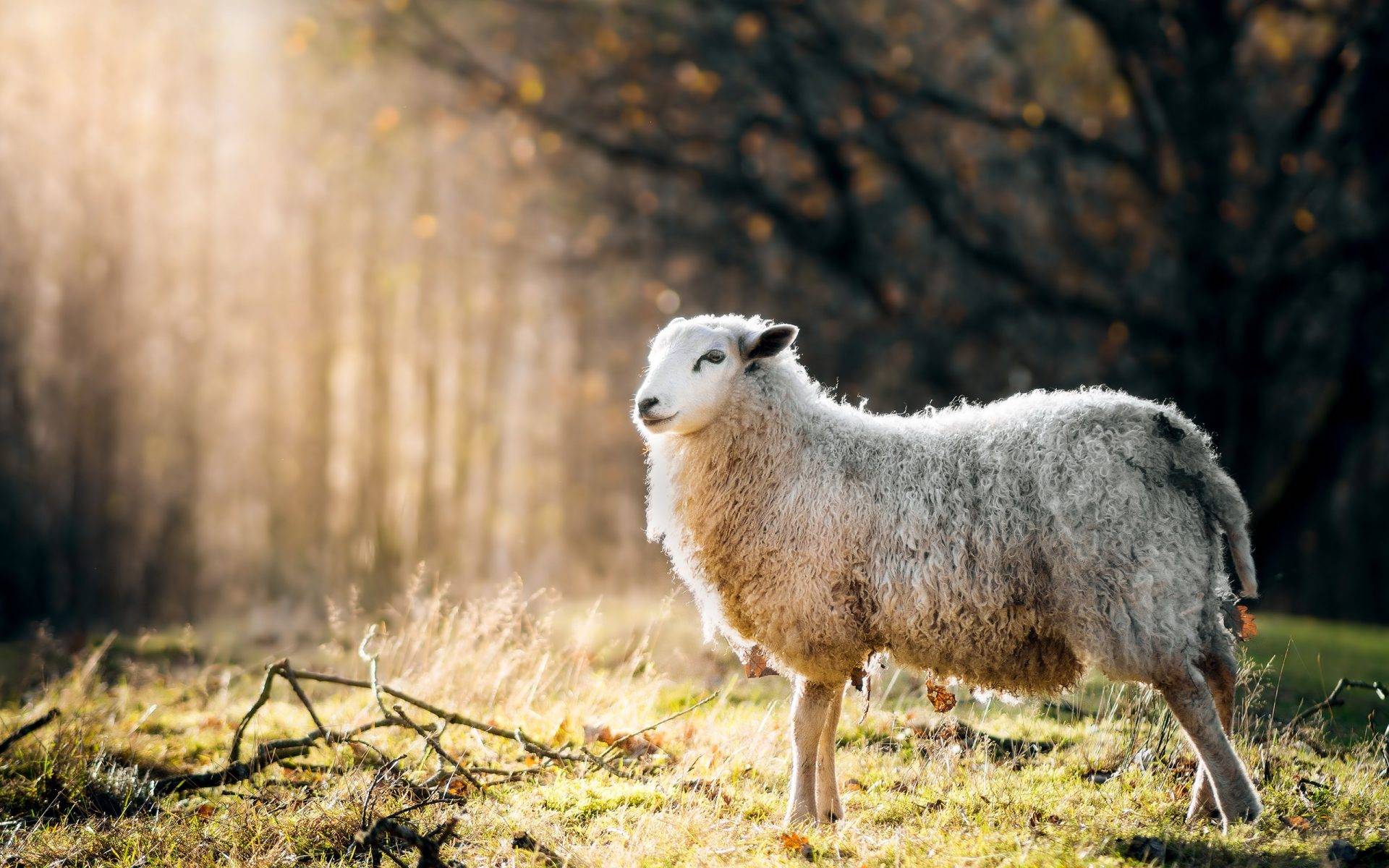 Первые симптомы и правила лечения болезней у овец