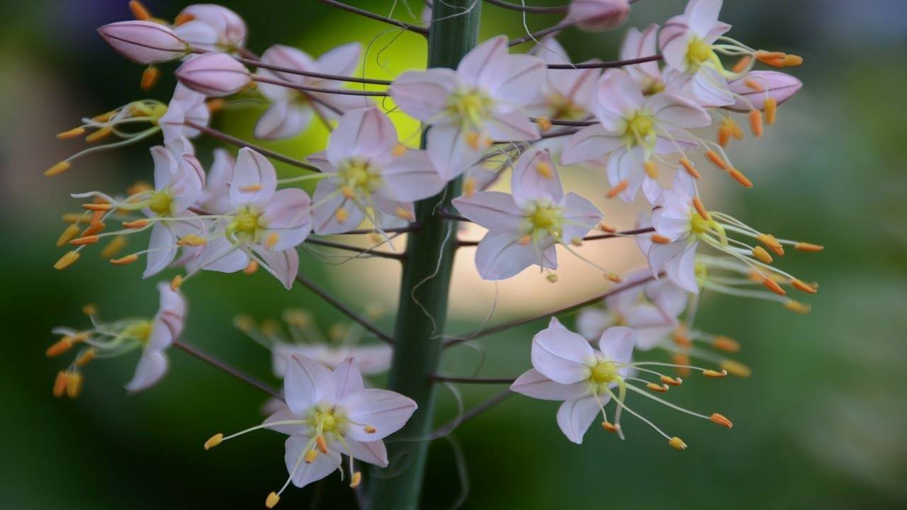Цветок эремурус посадка и уход в открытом грунте выращивание из семян фото разновидностей