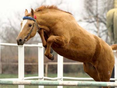 Донская порода лошадей: описание, достоинства и недостатки