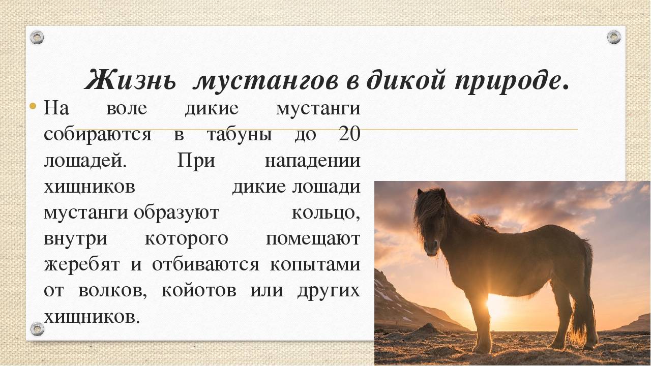 Сколько лет живут лошади?