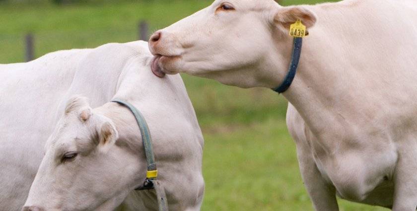 У коровы после осеменения кровянистые выделения