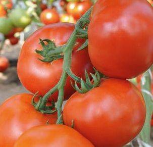 Крупноплодные голландские гибридные томаты «махитос»: секреты грамотного ухода для получения обильного урожая