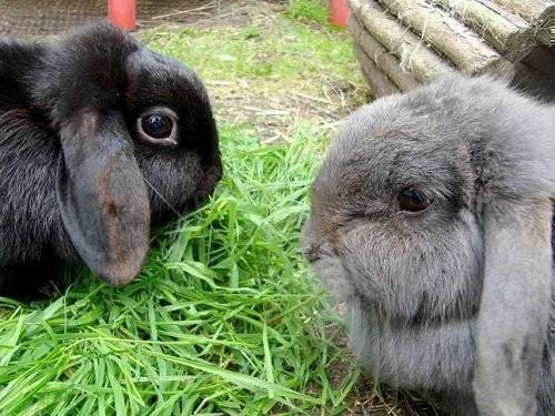Миксоматоз и сопутствующие болезни у кроликов: способы лечения и профилактики