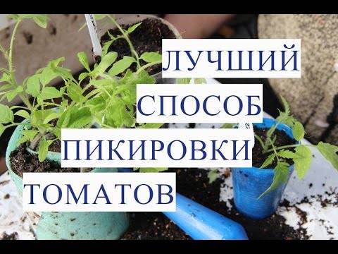 Описание метода пикировки томатов по Ганичкиной