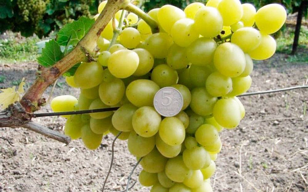 Виноград чарли: описание сорта и выращивание, преимущества и недостатки