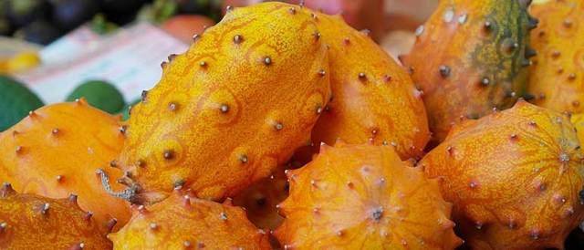 Кивано — выращивание экзотического фрукта из семян