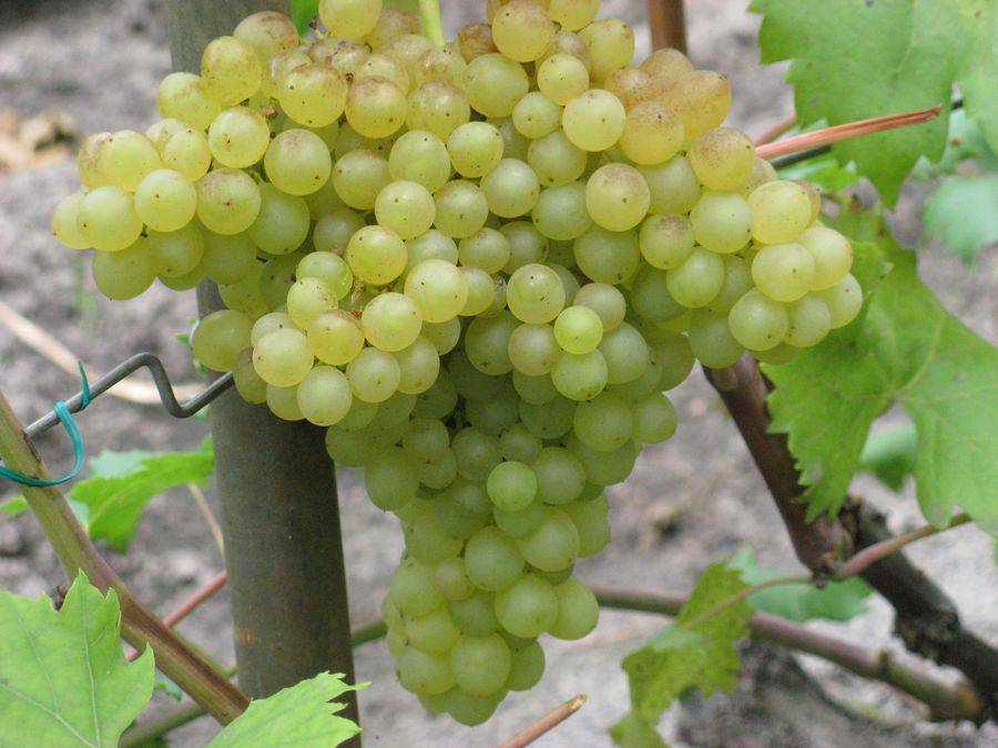 Описание и характеристики сорта винограда аттика и правила выращивания кишмиша